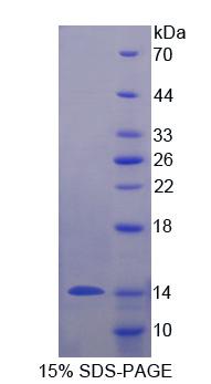 Figure 1. SDS-PAGE