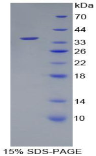 Figure 1. SDS-PAGE
