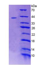 Figure 2. SDS-PAGE