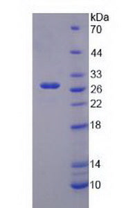 Figure 2. SDS-PAGE