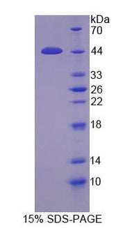 Figure 1. SDS-PAGE