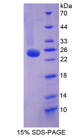 Figure 1. SDS-PAGE