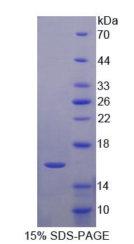 Figure 1. SDS-PAGE