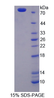 Figure 1. SDS-PAGE