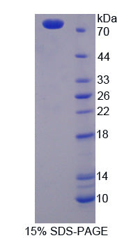 Figure 1. SDS-PAGE