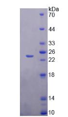 Figure 2. SDS-PAGE