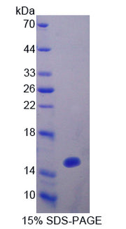 Figure 1. SDS-PAGE
