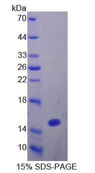 Figure 1. SDS-PAGE