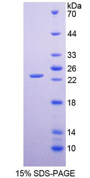 Figure 1. SDS-PAGE