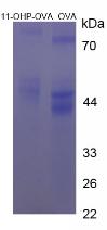 Figure 3. SDS-PAGE