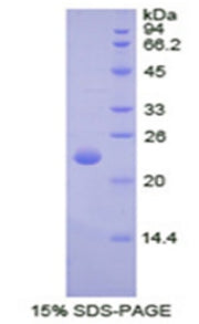 Figure 1. SDS-PAGE