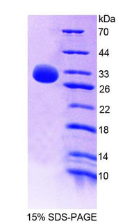 Figure 1. SDS-PAGE