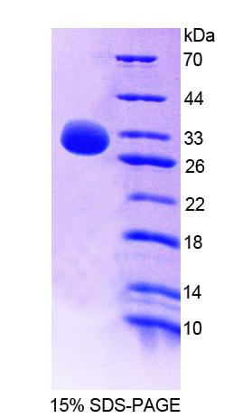 Figure 1. SDS-PAGE