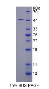 Figure 1. SDS-PAGE