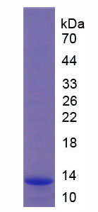 Figure 1. SDS-PAGE