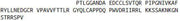 Recombinant Macrophage Inflammatory Protein 3 Beta (MIP3b), RPU53334