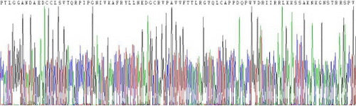 Recombinant Mouse Macrophage Inflammatory Protein 3 Beta (MIP3b)