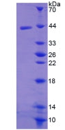 Figure 3. SDS-PAGE