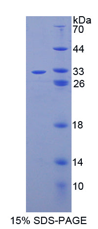 Figure 1. SDS-PAGE