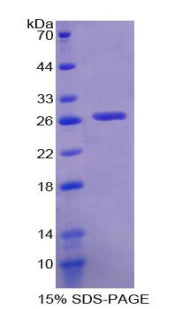 Figure 1. SDS-PAGE