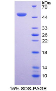 Figure 1. SDS-PAGE