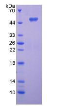 Figure 2. SDS-PAGE