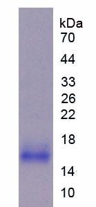 Figure 2. SDS-PAGE