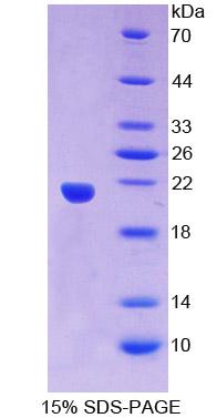 Figure 1. SDS-PAGE