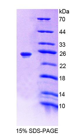 Figure 1. SDS-PAGE
