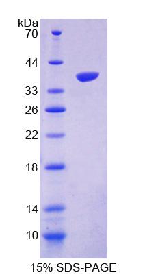 Figure 1. SDS-PAGE