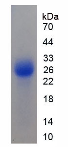 Figure 1. SDS-PAGE