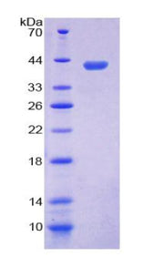 Figure 1. SDS-PAGE