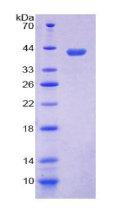 Figure 1. SDS-PAGE