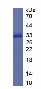 Figure 1. SDS-PAGE