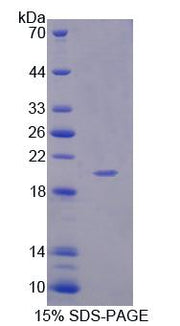Figure 1. SDS-PAGE