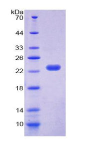 Figure 1. SDS-PAGE