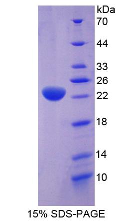 Figure 1. SDS-PAGE