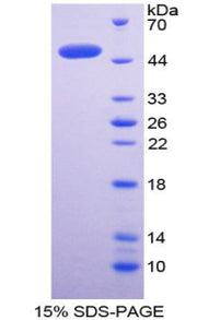 Figure 1. SDS-PAGE