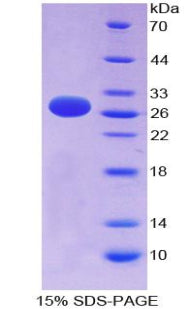 Figure 1. SDS-PAGE