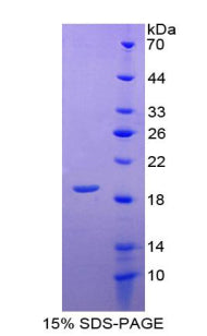 Figure 1. SDS-PAGE