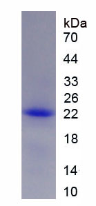 Figure 1. SDS-PAGE