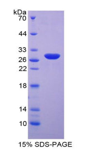 Figure 1. SDS-PAGE