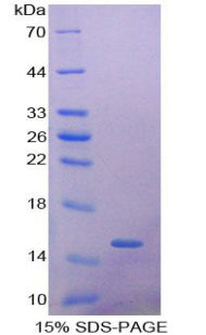 Figure 1. SDS-PAGE