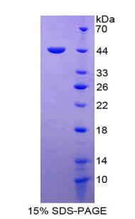 Figure 1. SDS-PAGE