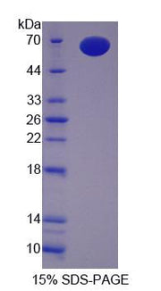 Figure 1. SDS-PAGE