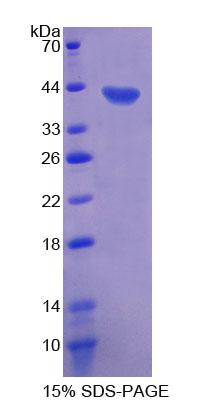 Figure 1. SDS-PAGE