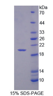 Figure 1. SDS-PAGE