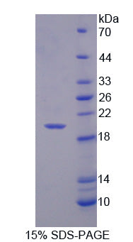 Figure 1. SDS-PAGE