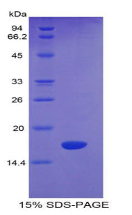 Figure 1. SDS-PAGE