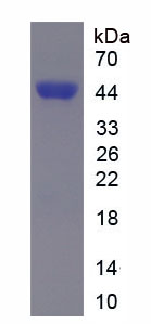 Figure 1. SDS-PAGE